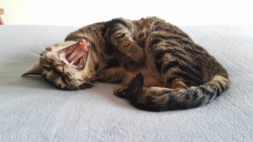 超可爱猫咪萌宠图片