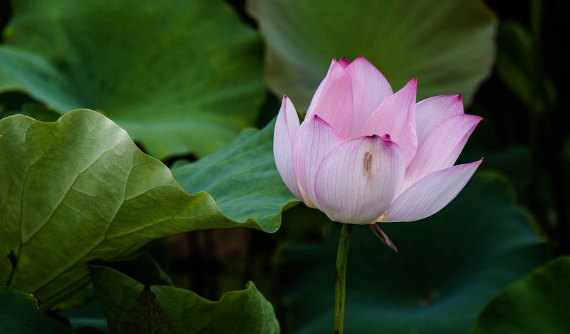 高清唯美荷花图片壁纸