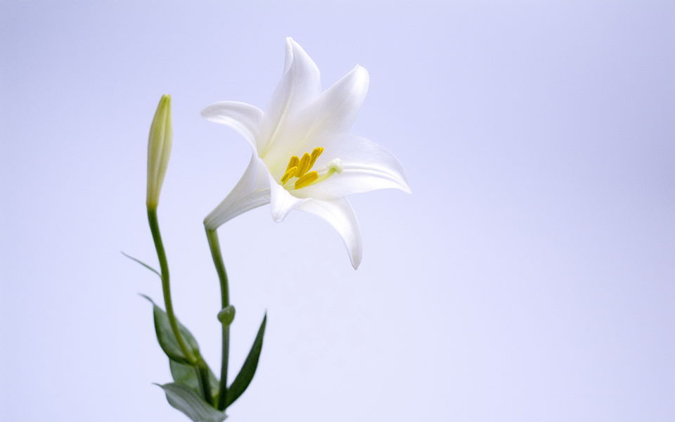 淡雅美丽的百合花高清植物图片