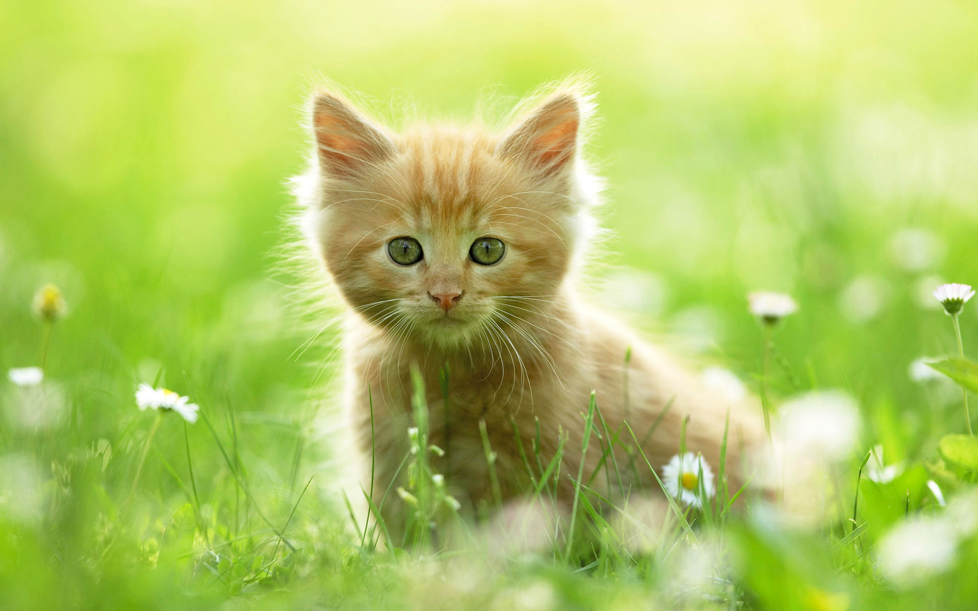 呆萌萌的猫咪图片精选