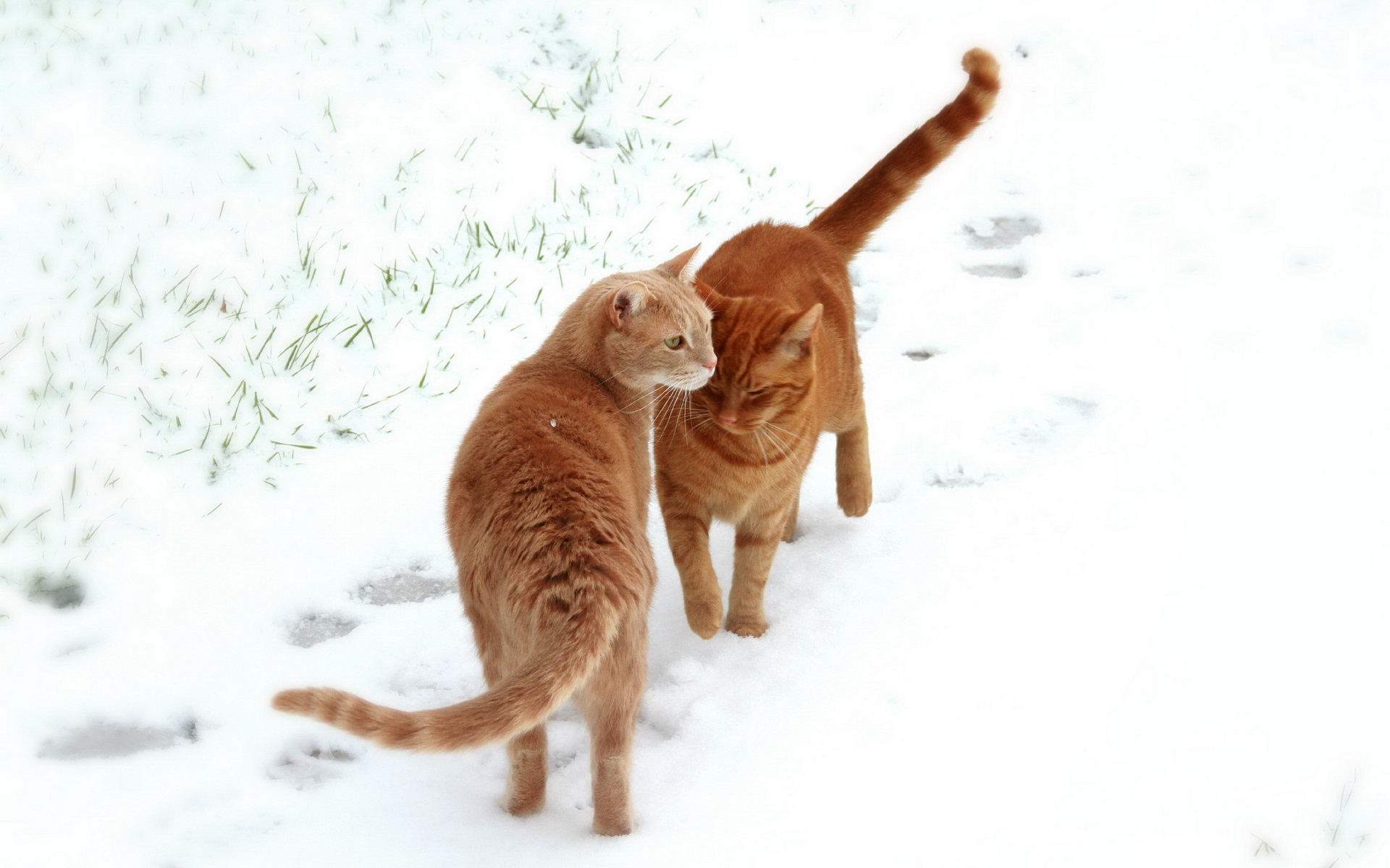 雪地里玩耍的猫咪壁纸图片