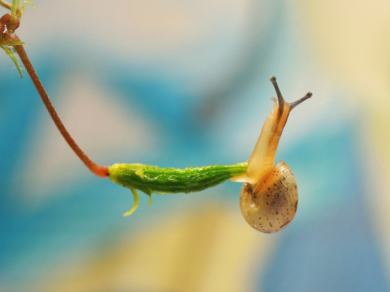 可爱的小蜗牛图片精美合辑