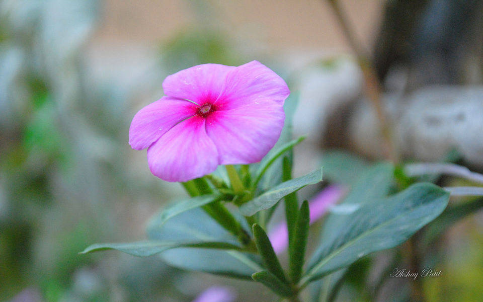 超清小花朵壁纸图片精选合辑