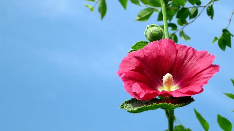 木芙蓉图片高清大全