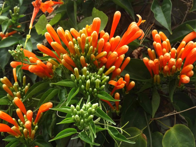 炮仗花高清植物图片大全