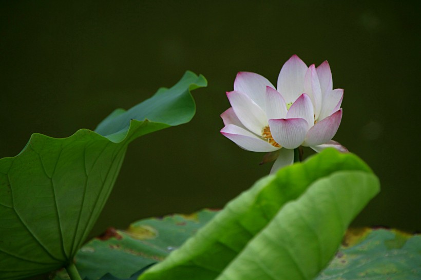 荷花图片大全高清美图