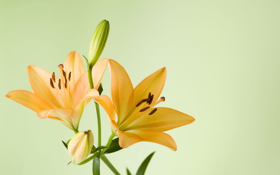 淡雅美丽的百合花高清植物图片