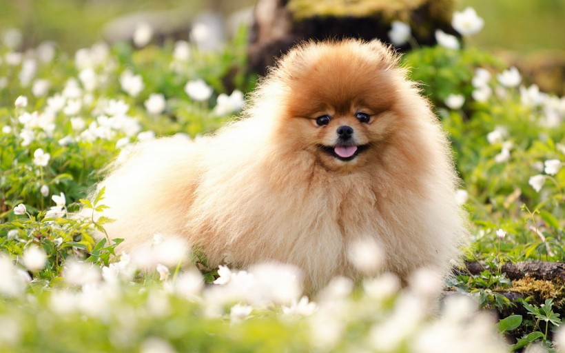 肉乎乎的博美犬图片超可爱