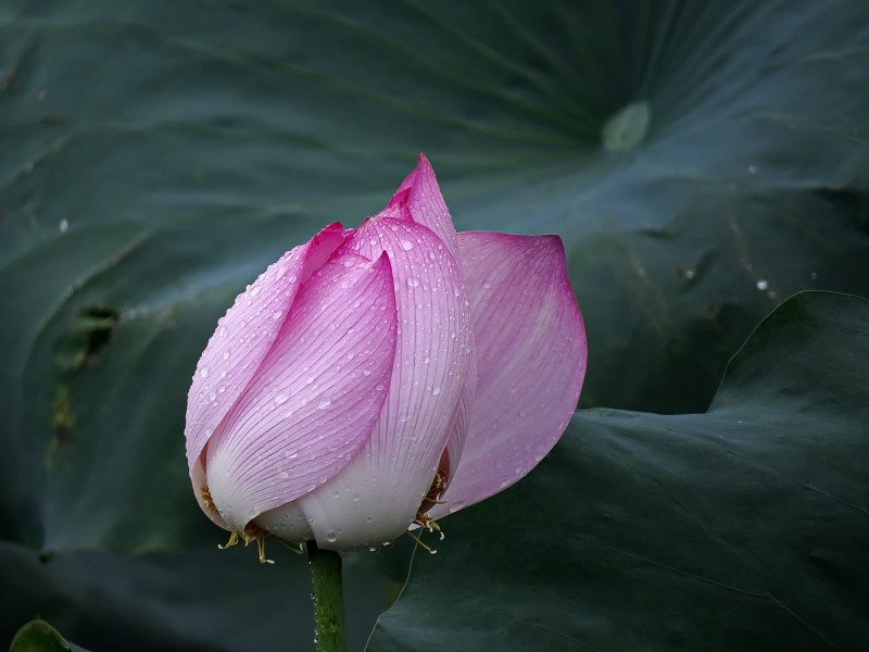 雨后荷花图片高清摄影大图