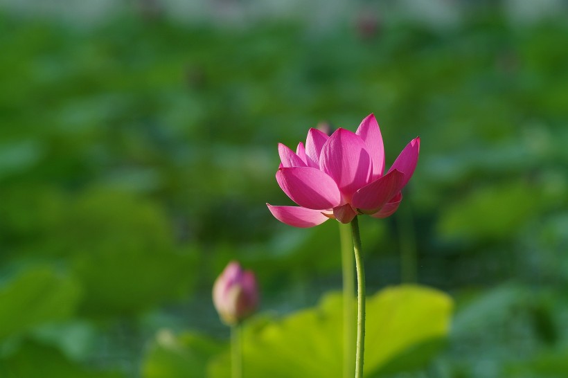 夏季唯美荷花图片高清大全