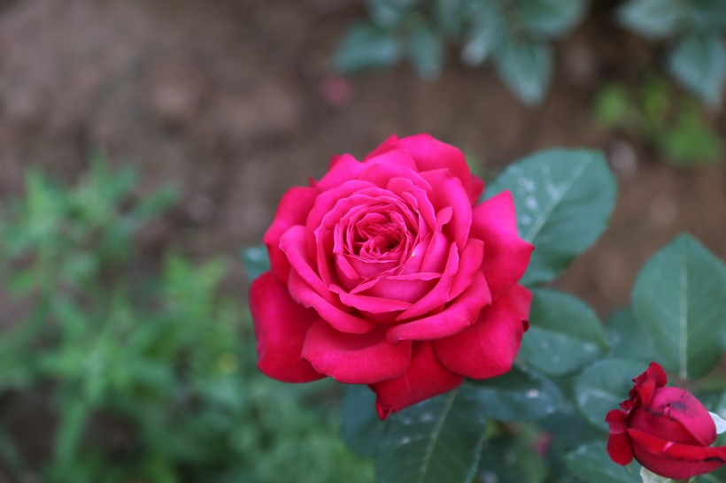 月季花图片唯美图集