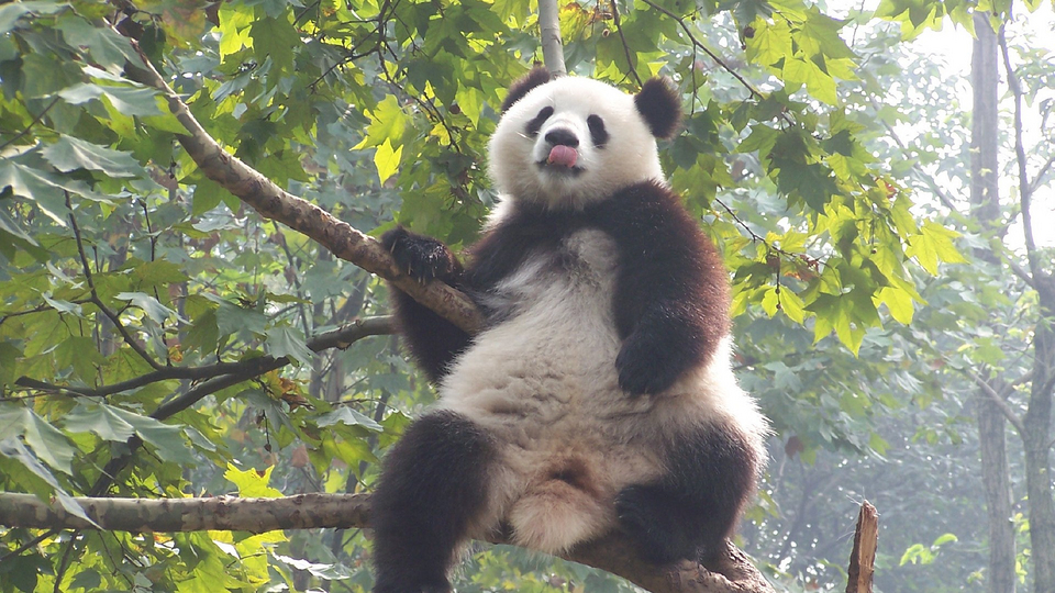 萌萌的国宝熊猫图片大全