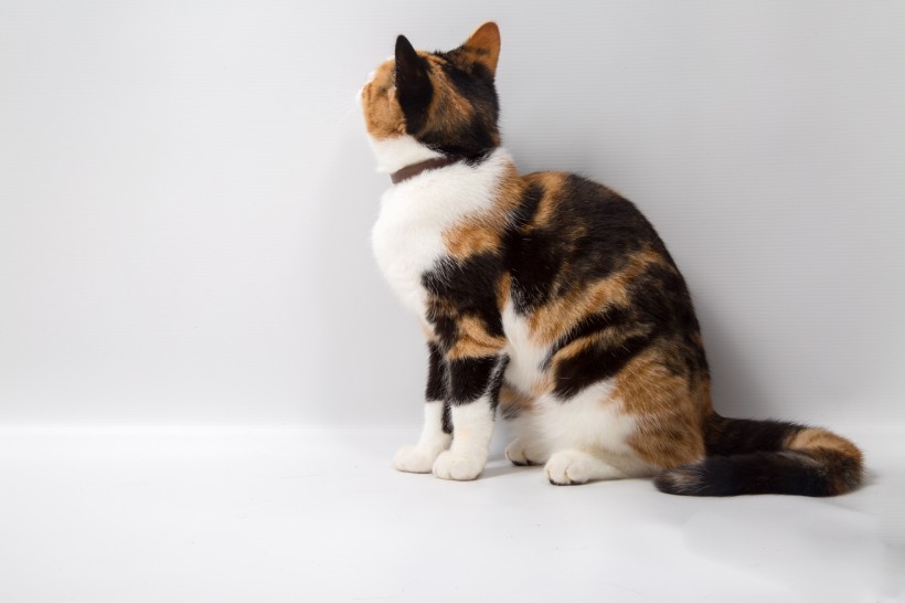 超可爱猫咪萌宠图片