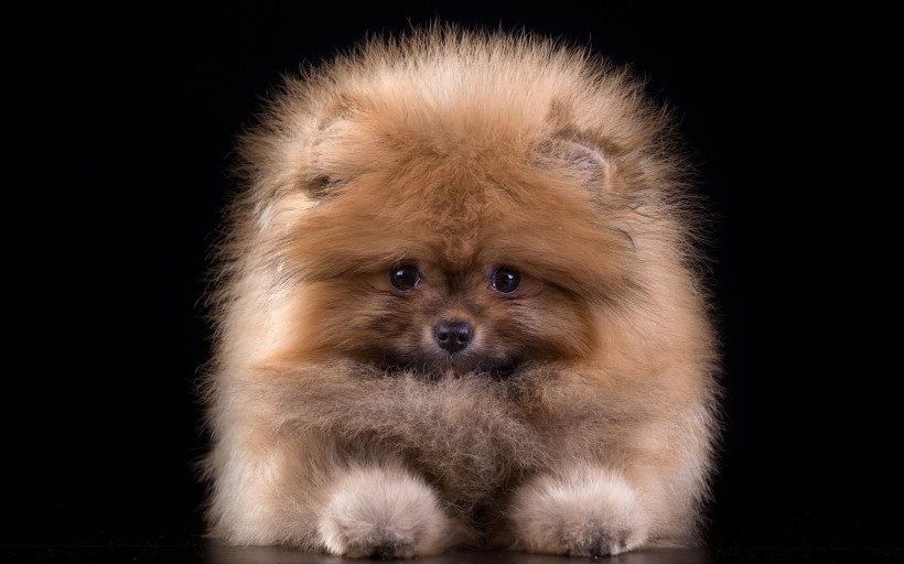 肉乎乎的博美犬图片超可爱