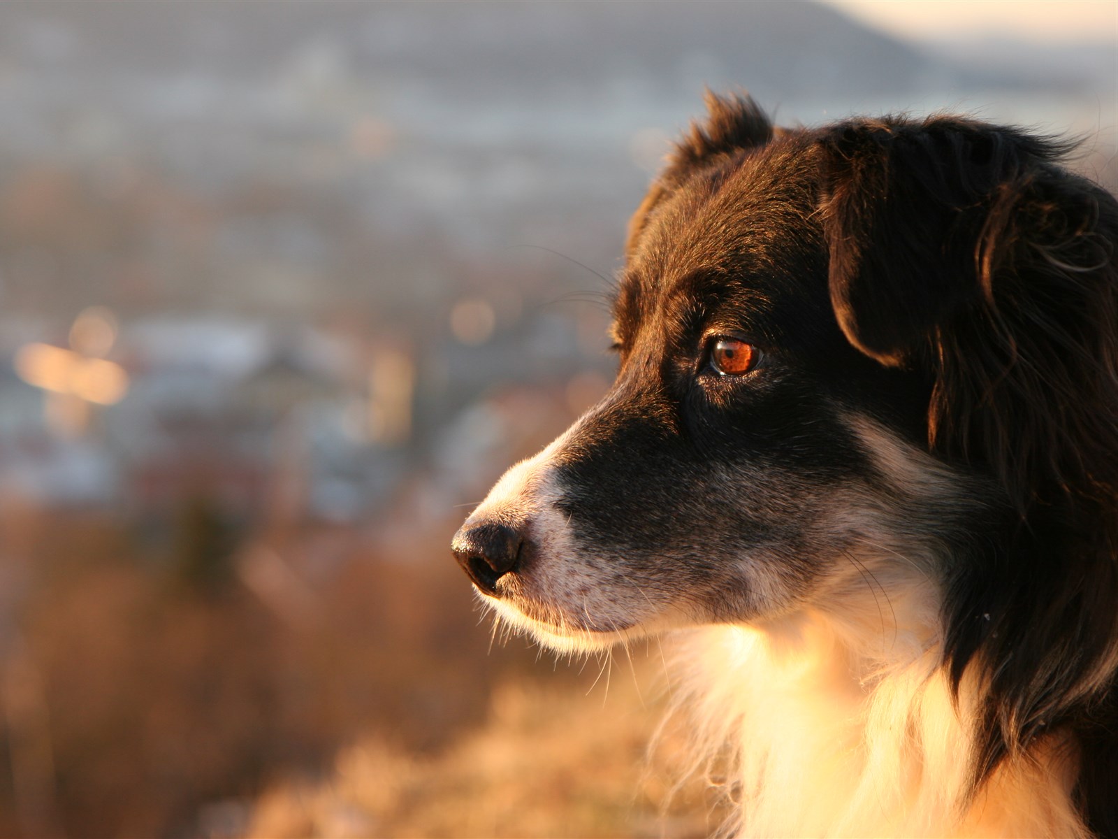 边境牧羊犬高清动物图片精选