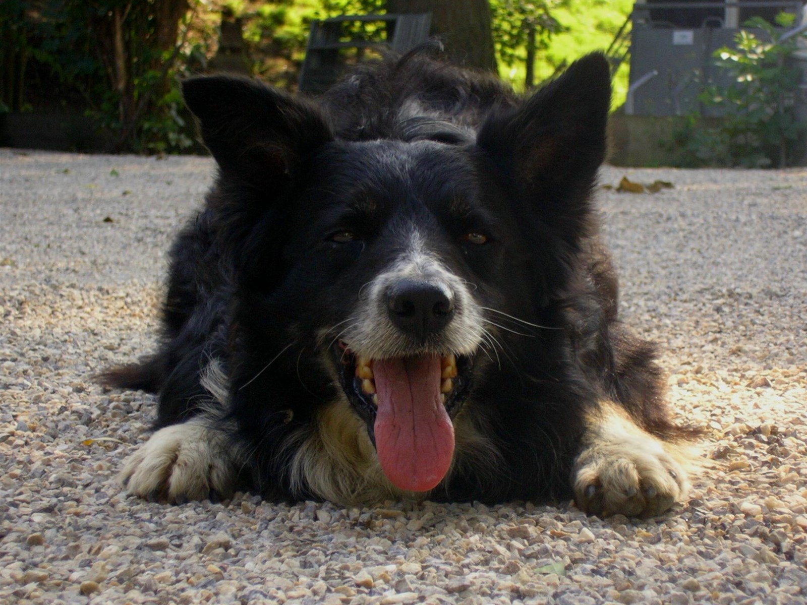 边境牧羊犬高清动物图片精选