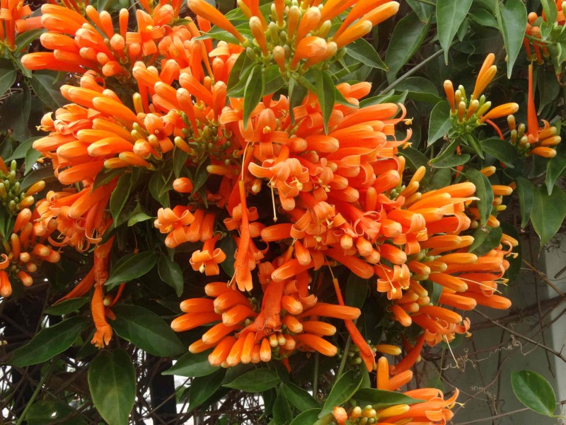 炮仗花高清植物图片大全
