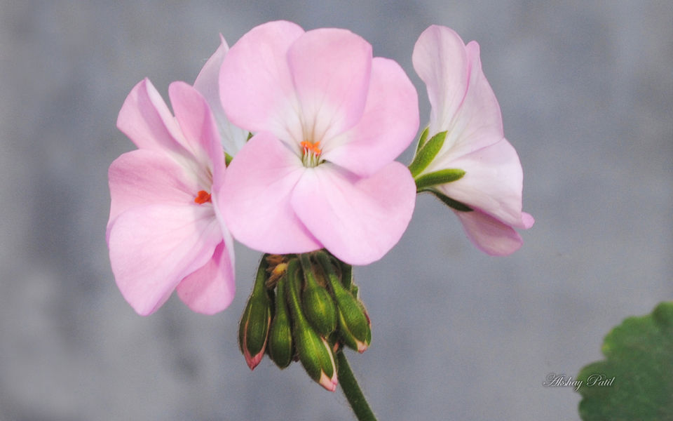 超清小花朵壁纸图片精选合辑