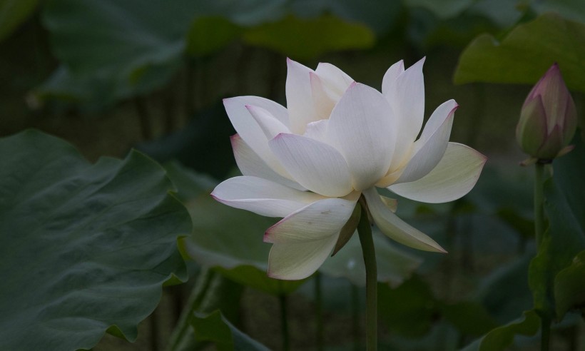 高清唯美荷花图片壁纸