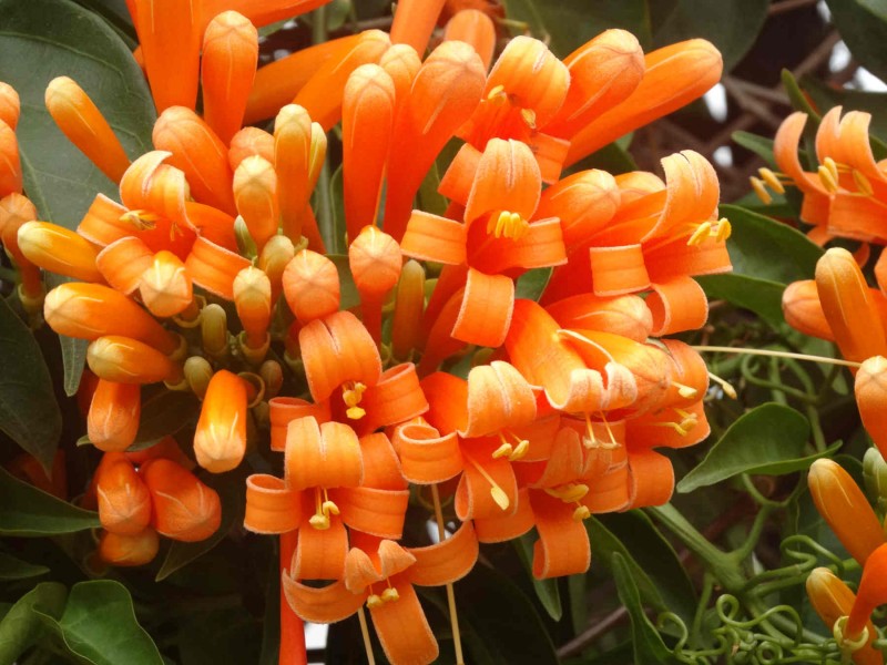 炮仗花高清植物图片大全