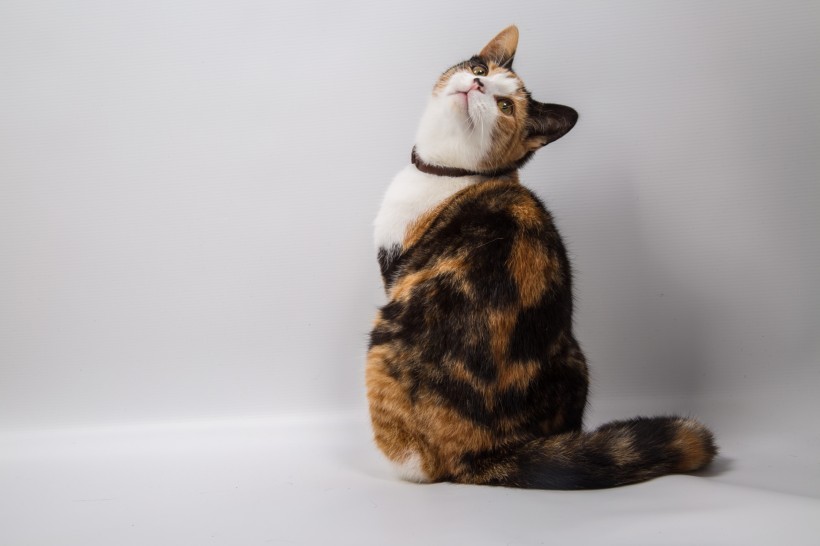 超可爱猫咪萌宠图片