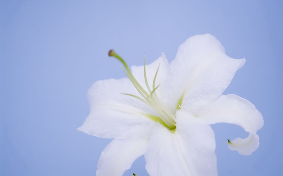 淡雅美丽的百合花高清植物图片