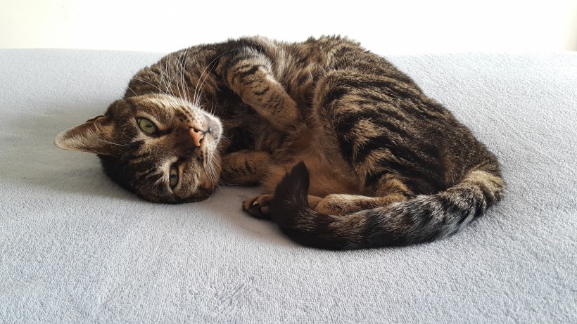 超可爱猫咪萌宠图片