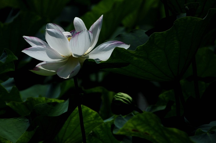 夏季高清荷花图片