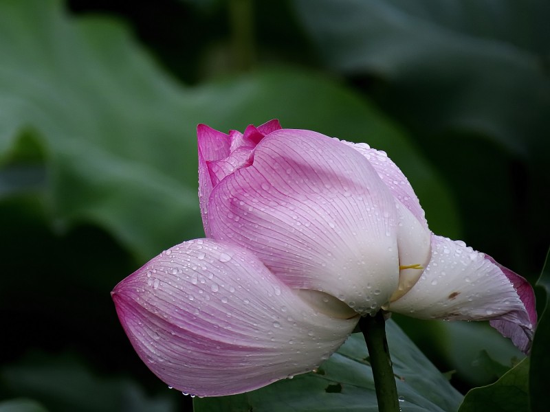 雨后荷花图片高清摄影大图