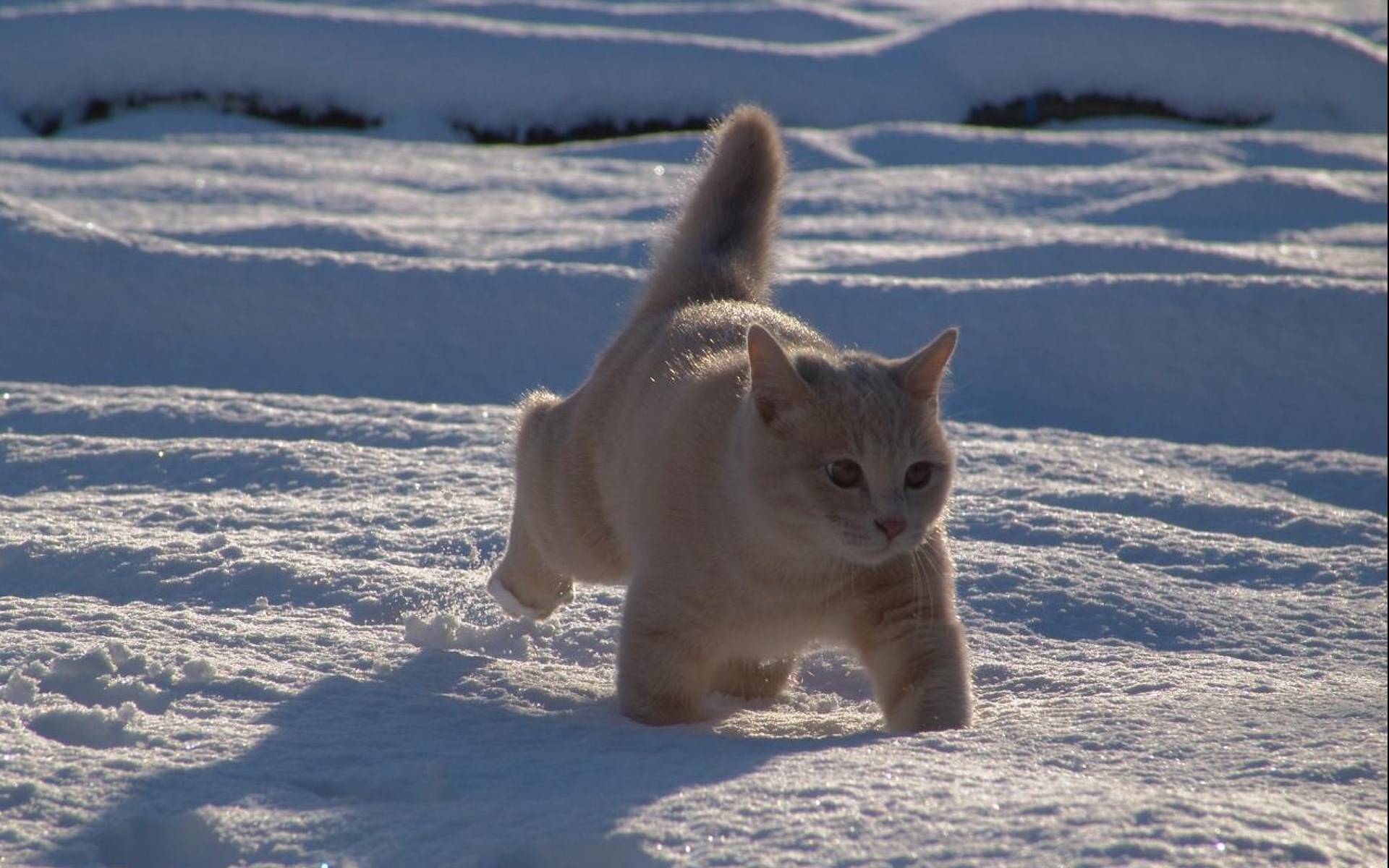雪地里玩耍的猫咪壁纸图片
