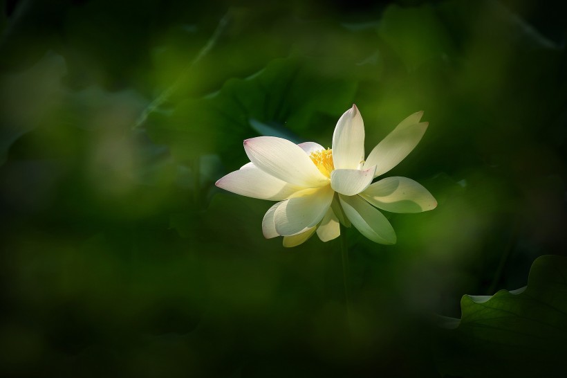 淡雅高清荷花图片合辑