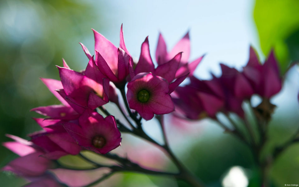 花朵图片唯美小清新壁纸高清