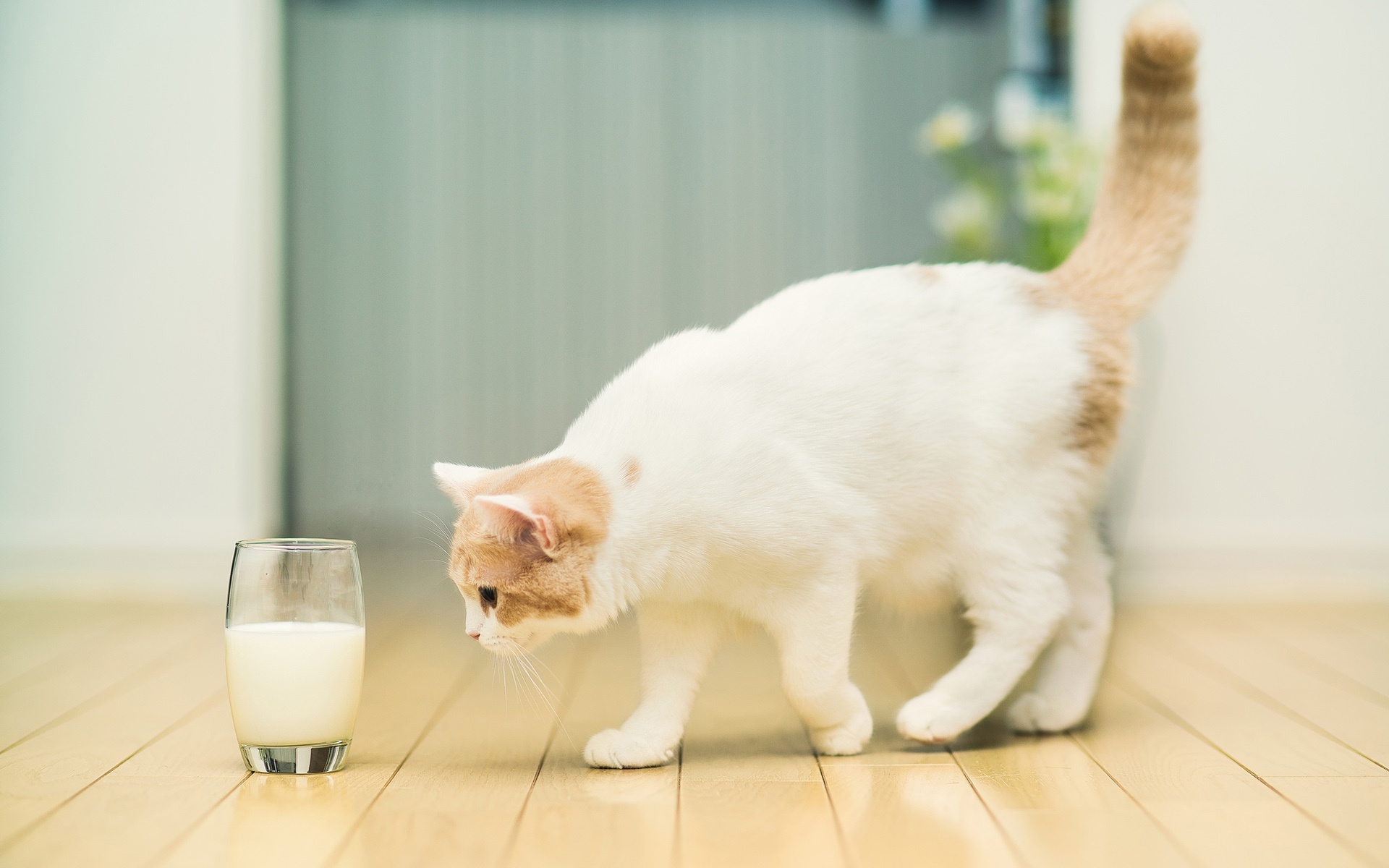 呆萌萌的猫咪图片精选