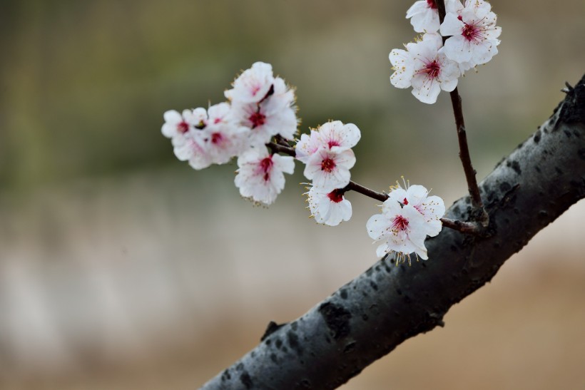 盛开的杏花图片高清大图
