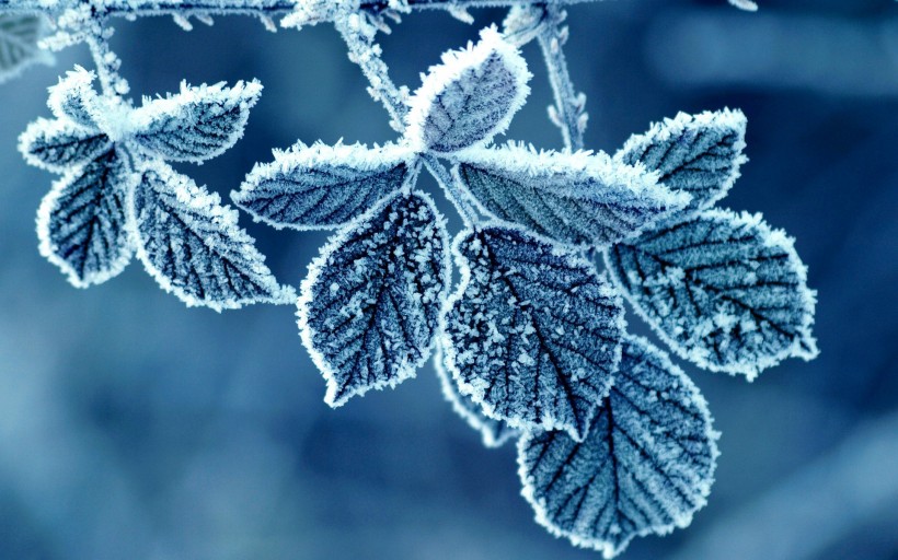 冬季秀丽雪景图片唯美合辑