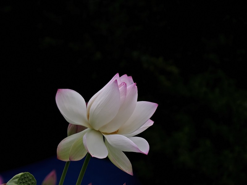 柔美的荷花图片大全超清