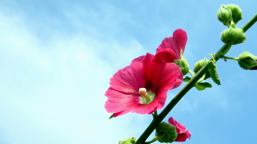 木芙蓉图片高清大全