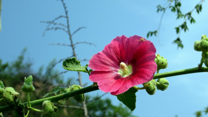 木芙蓉图片高清大全