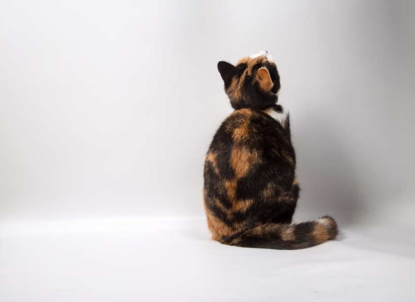 超可爱猫咪萌宠图片