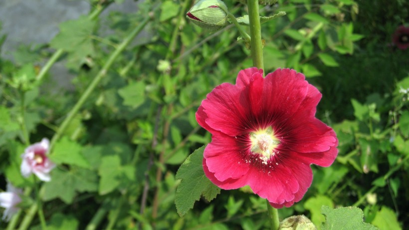 木芙蓉图片高清大全