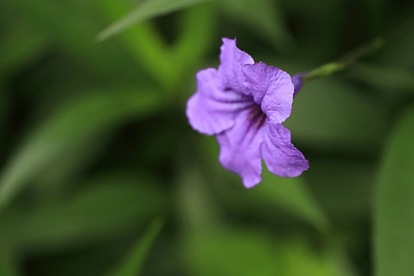 翠芦莉图片高清大全