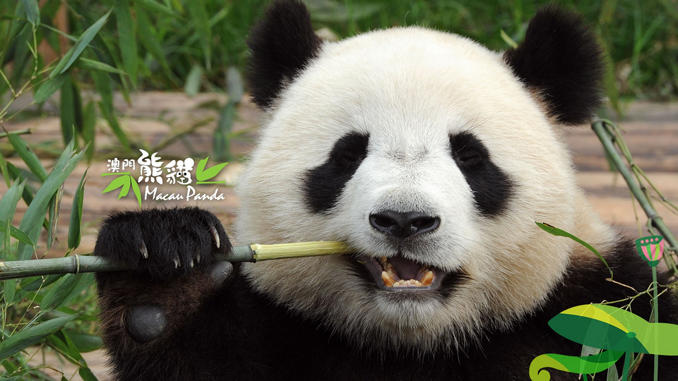 萌萌的国宝熊猫图片大全