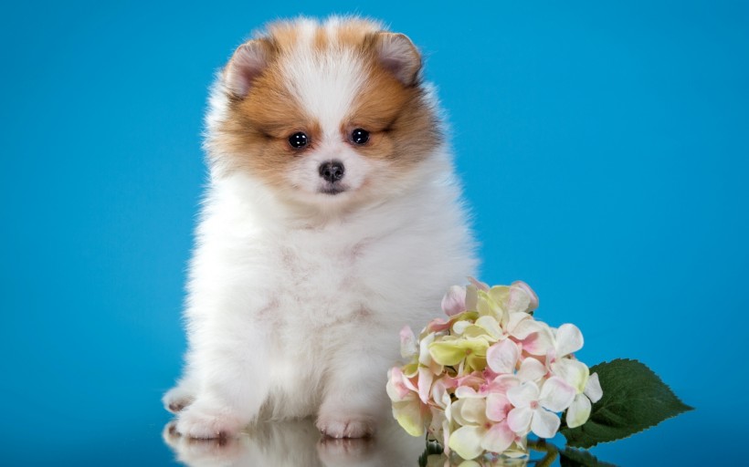 肉乎乎的博美犬图片超可爱
