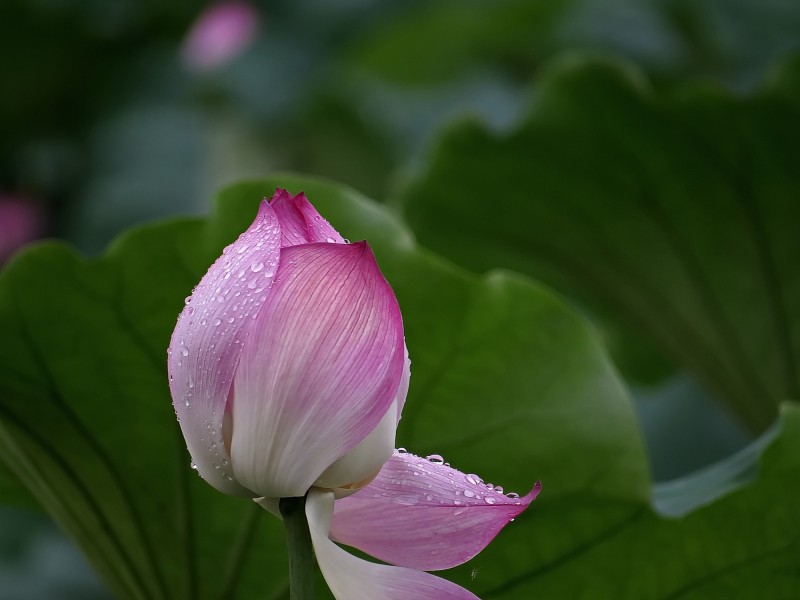 雨后荷花图片高清摄影大图