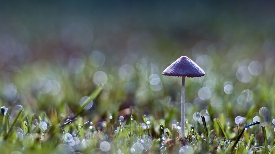 唯美浪漫花朵高清植物图片