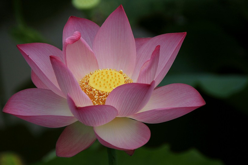 荷花图片大全高清美图