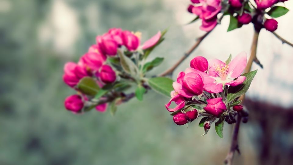 唯美浪漫花朵高清植物图片