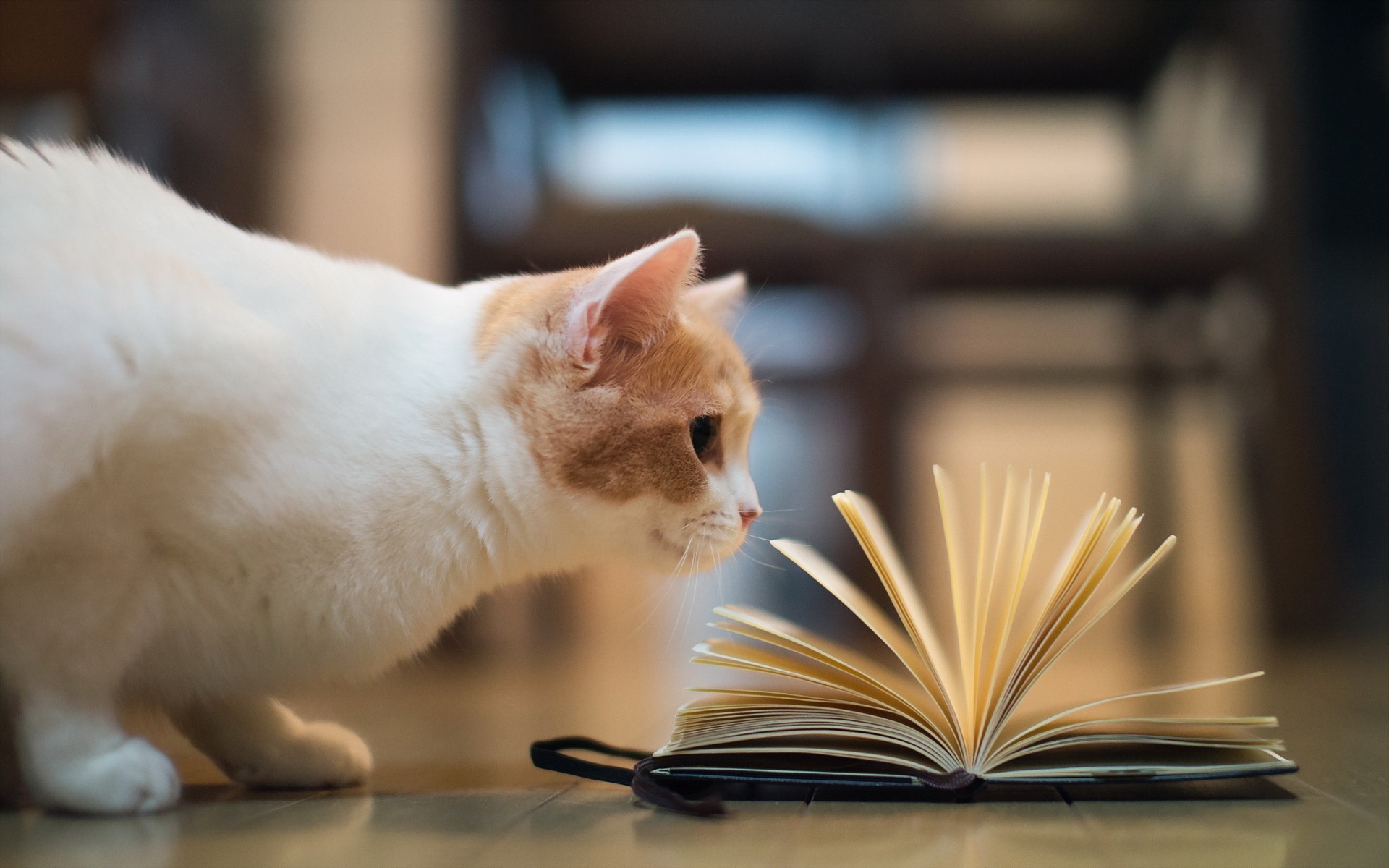 呆萌萌的猫咪图片精选