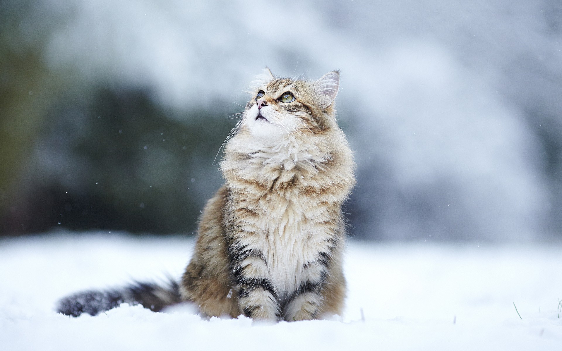 雪地里玩耍的猫咪壁纸图片