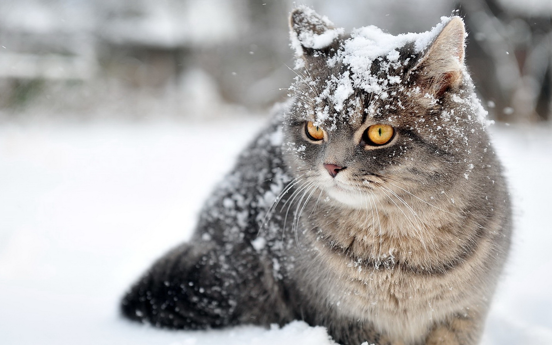 雪地里玩耍的猫咪壁纸图片